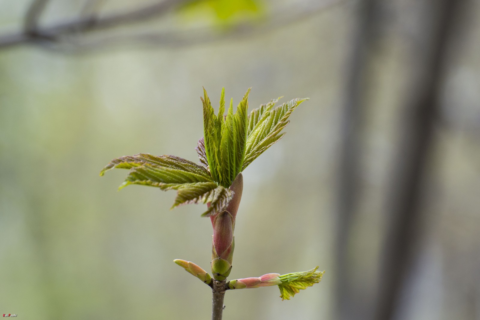 spring awakening - My, The photo, Spring, Nature, Flora, Awakening, Longpost