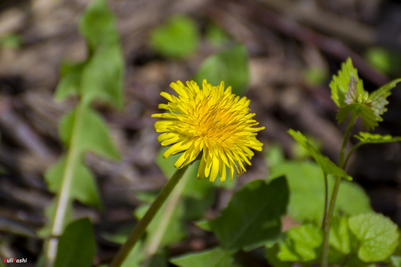 spring awakening - My, The photo, Spring, Nature, Flora, Awakening, Longpost