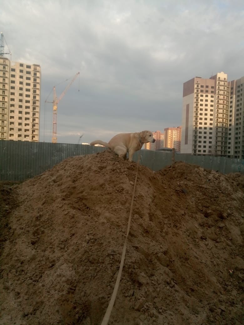 Climber - Animals, Dog