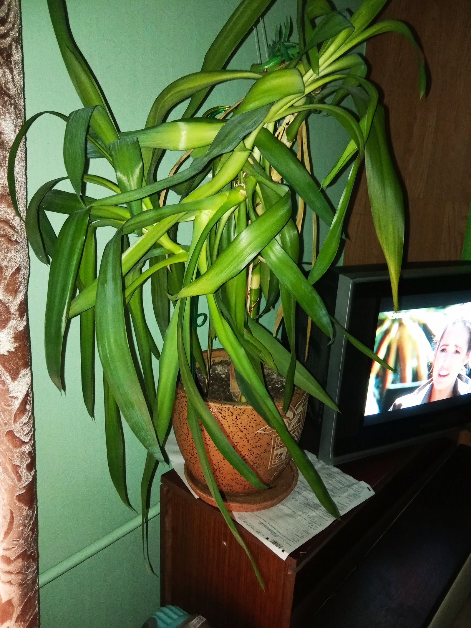 Dracaena for husband. - Love, Plants, Family member, Nature, Relationship, Longpost