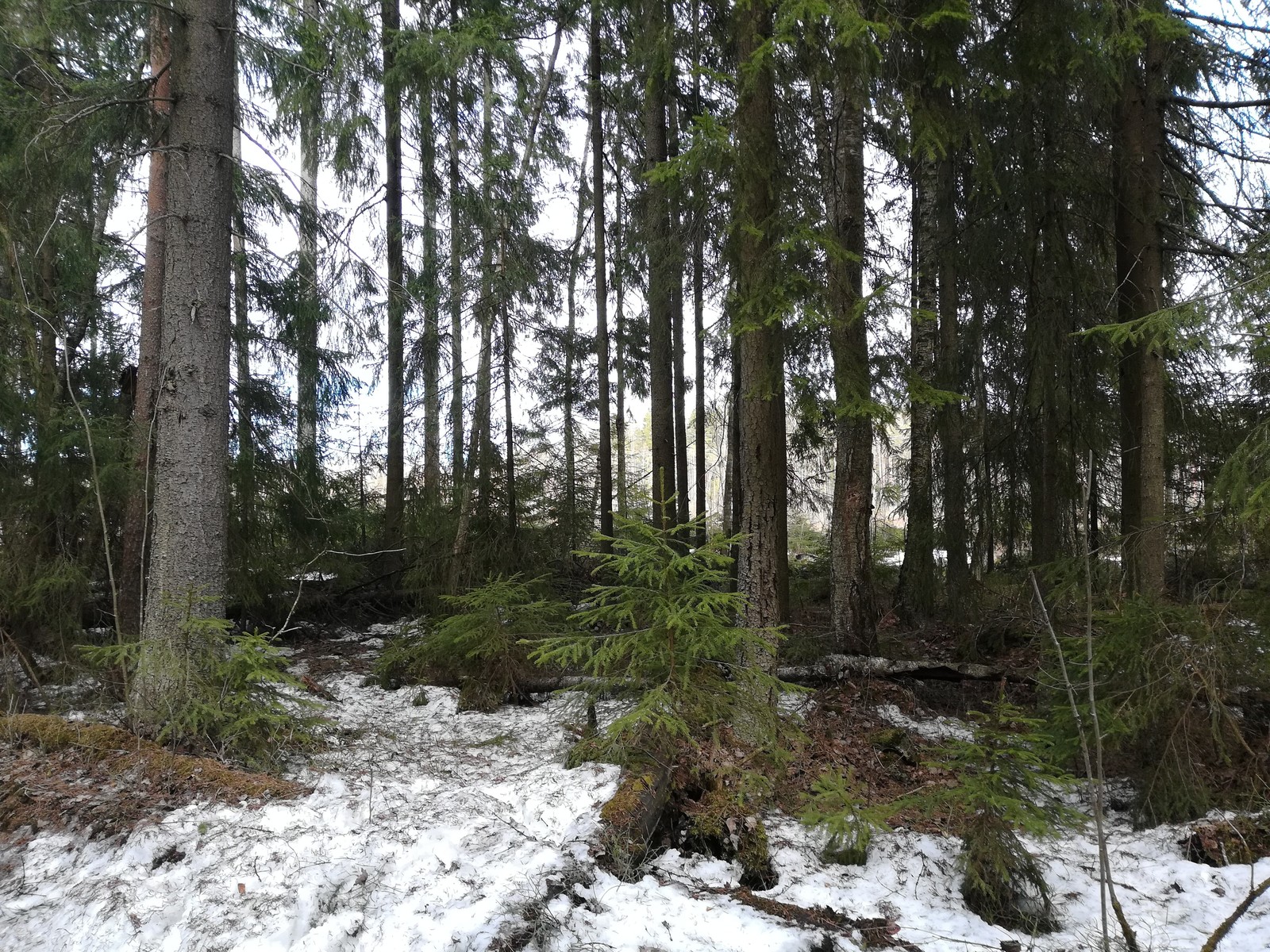 Landscapes of the Leningrad region and outdoor activities. On Saturday I went quad biking with my friends. Photos without processing. - My, Leningrad region, The photo, Leisure, Longpost, Landscape