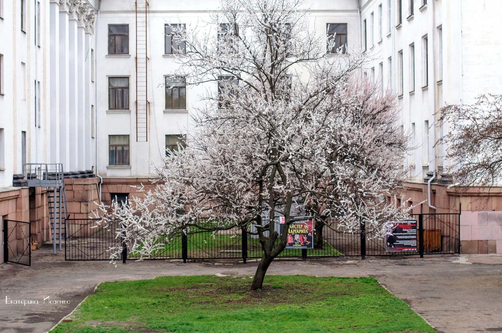 apricot color - Apricot, Bloom, Kramatorsk, Longpost