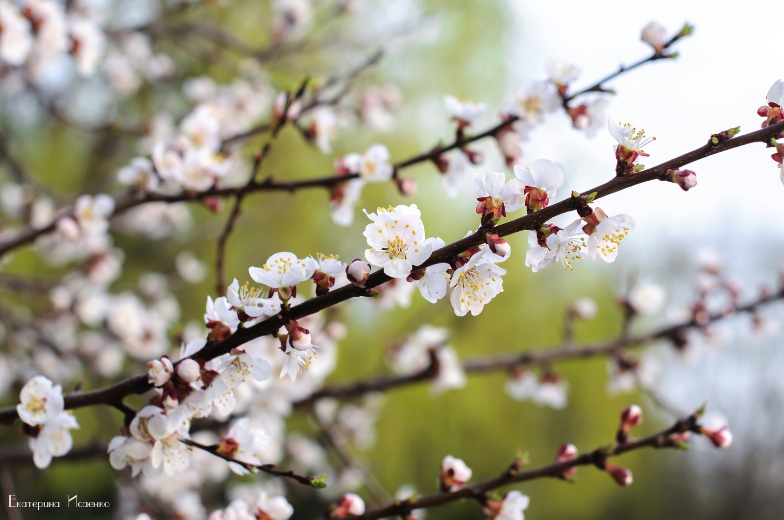 apricot color - Apricot, Bloom, Kramatorsk, Longpost