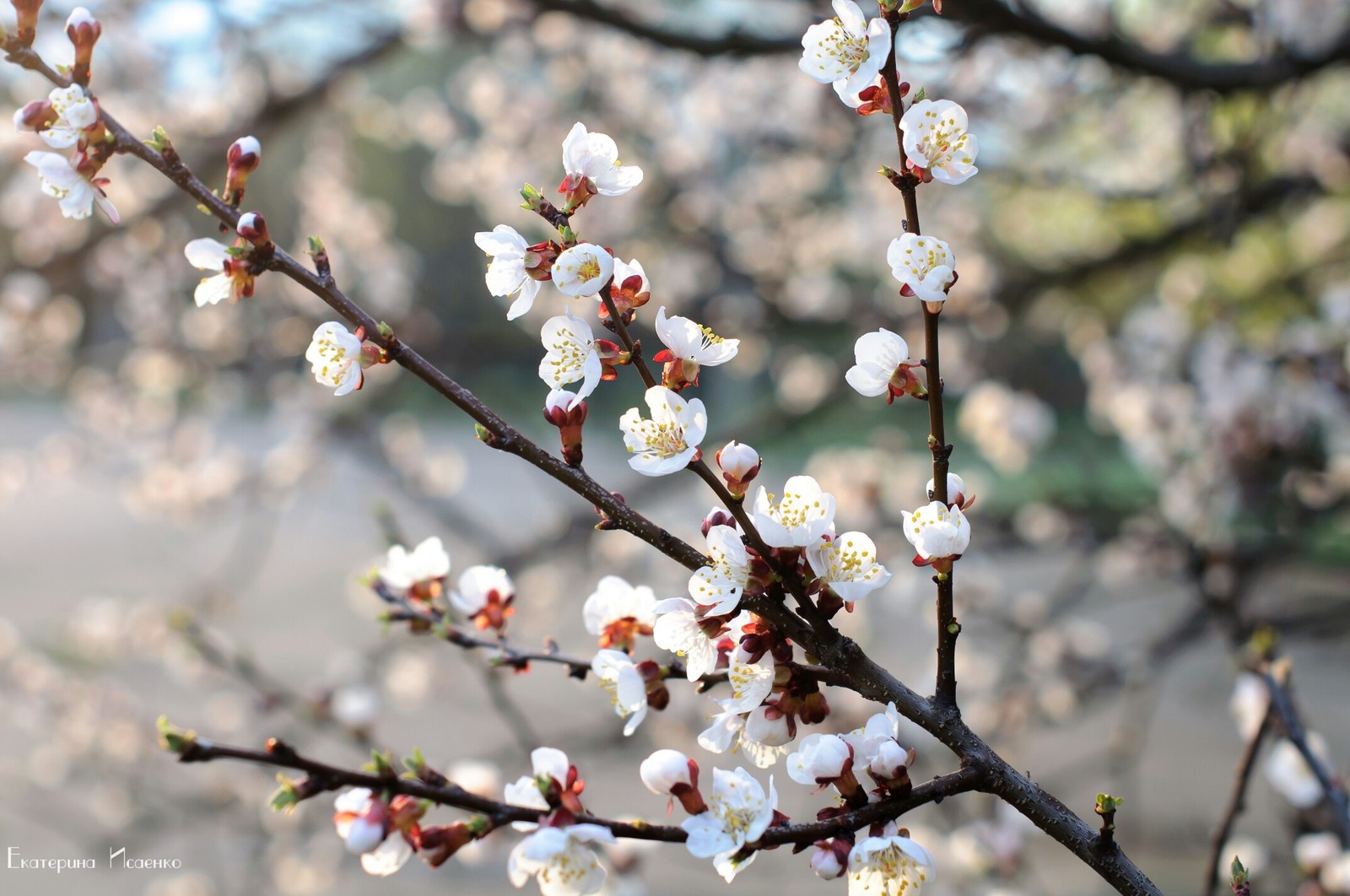 apricot color - Apricot, Bloom, Kramatorsk, Longpost