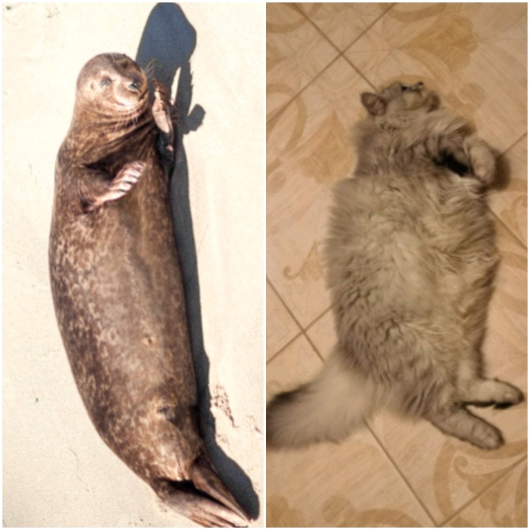 Furry seal - My, cat, Seal