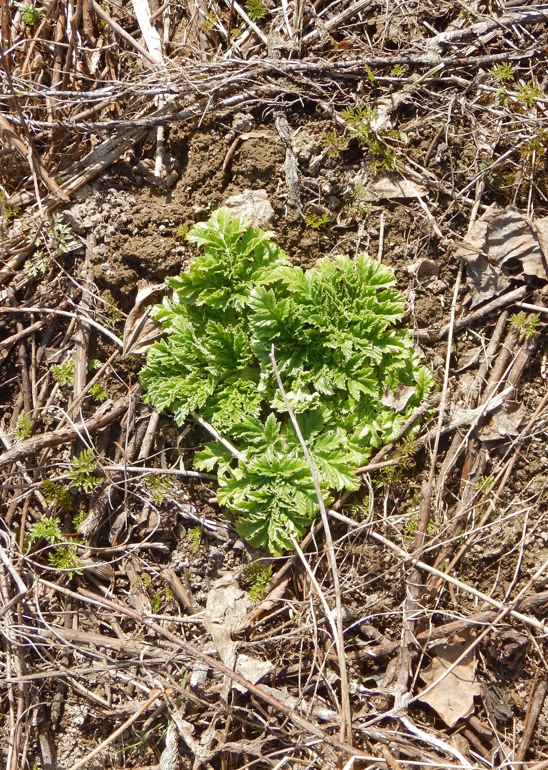 Zerg hogweed congratulates earthlings on Cosmonautics Day 2019 - My, The photo, Earthlings vs. Hogweed, Hogweed, Weeds, Nature, Spring, Greenery, Plants, Longpost