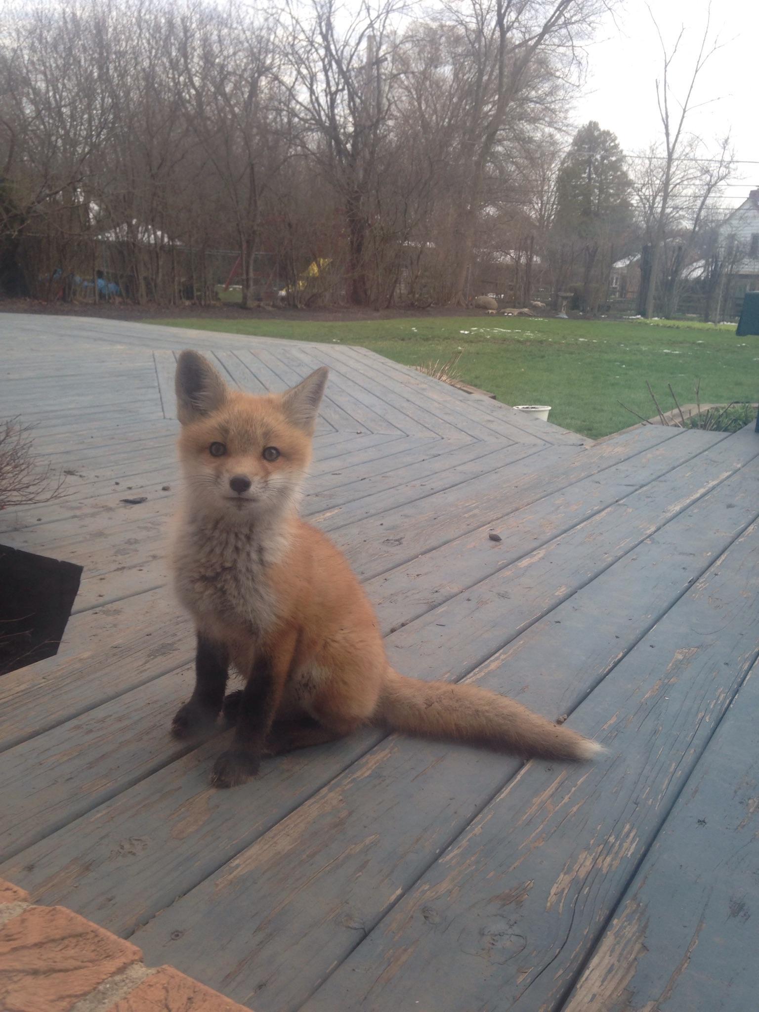 This little fox lives in our backyard. We call him Jasper. - Fox, Animals, Reddit, Milota, Fox cubs