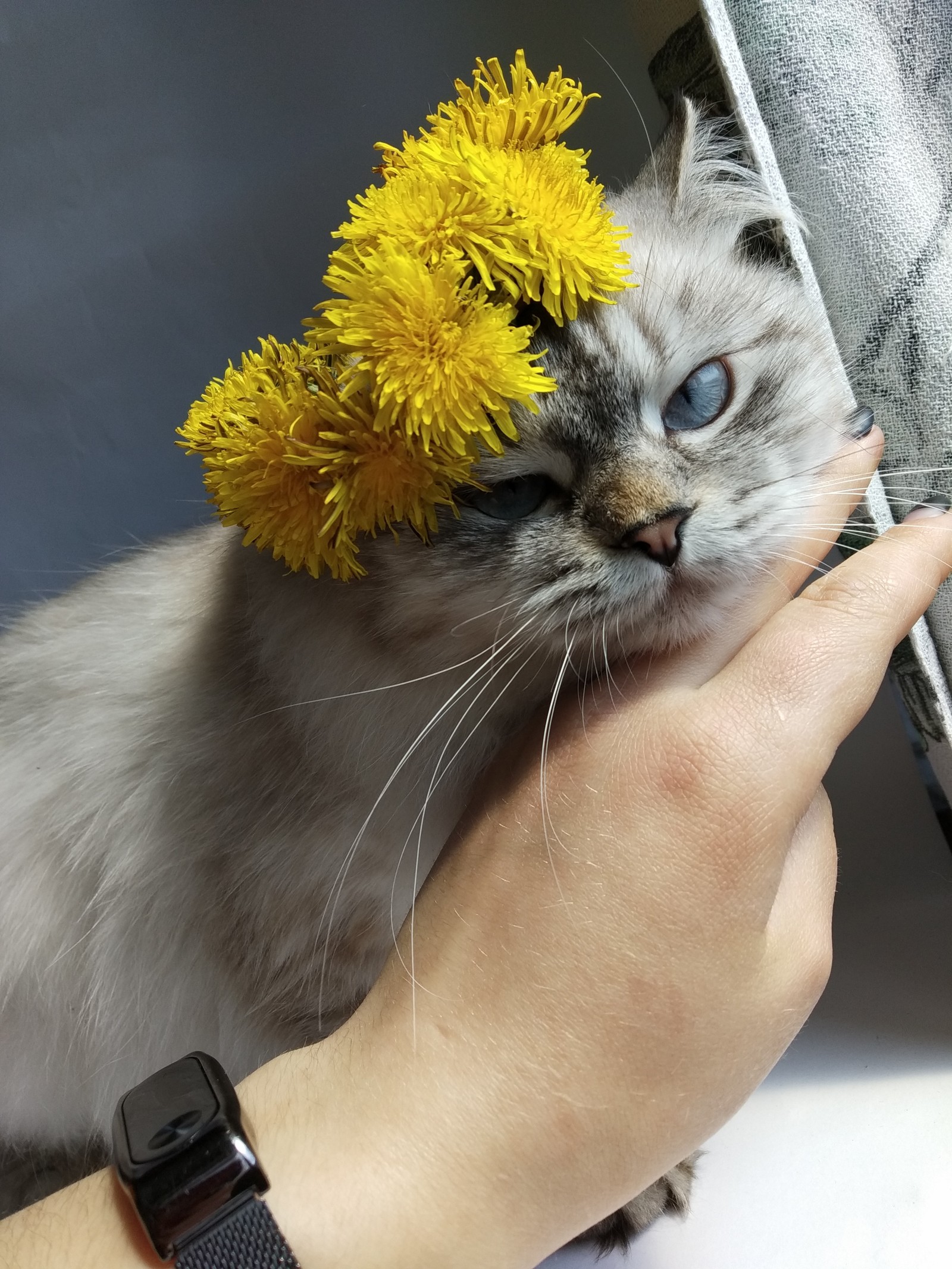 Наконец пришла весна - Моё, Кот, Котомафия, Весна, Длиннопост