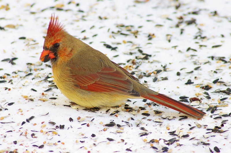 Red cardinal chicks - My, Birds, , Chick, Red Cardinal, Christmas trees, USA, Video, Longpost