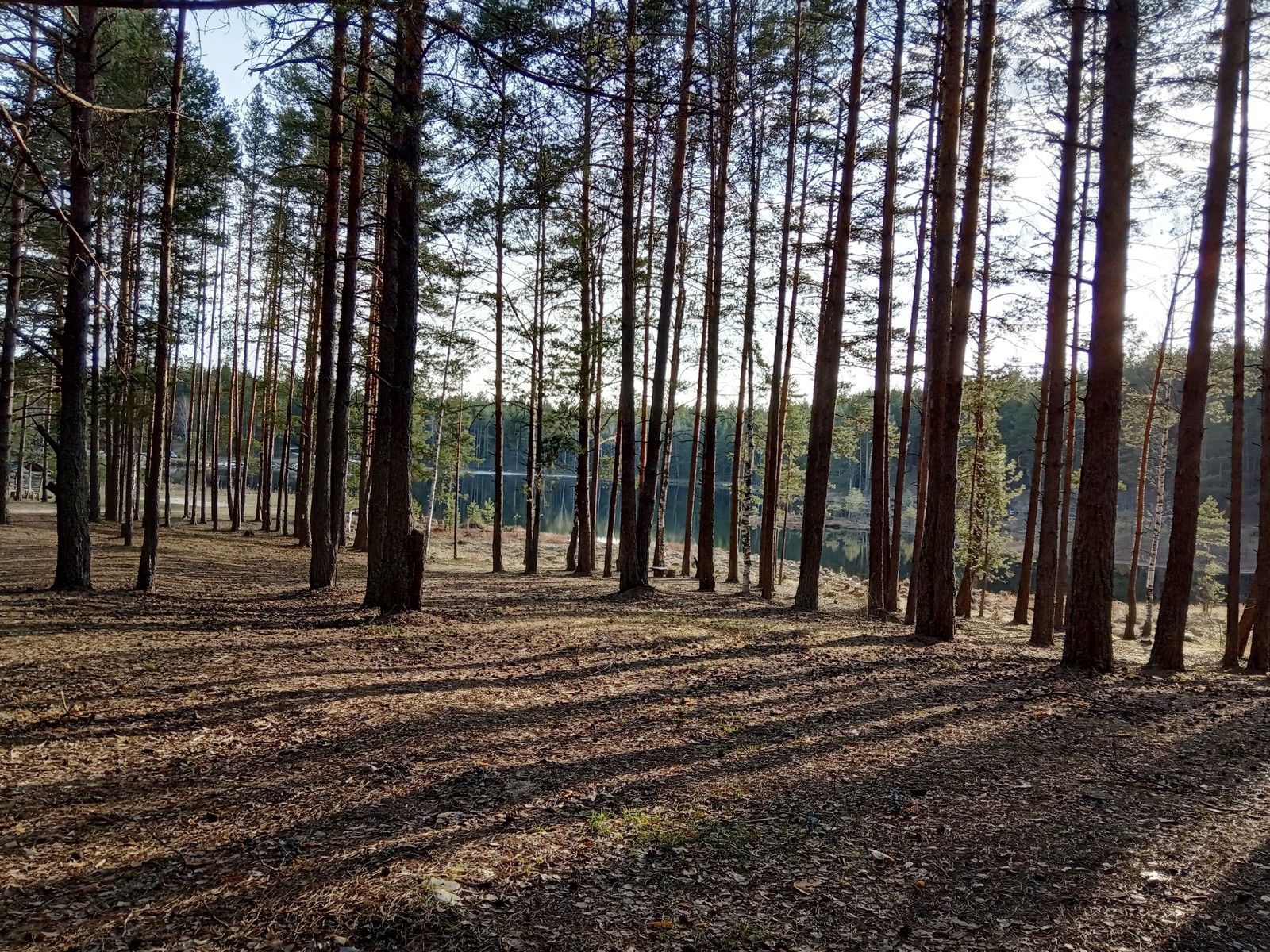 Tree shadows as a separate type of natural art - My, Nature, Forest, Hike, Tourism, Hiking, Sunset