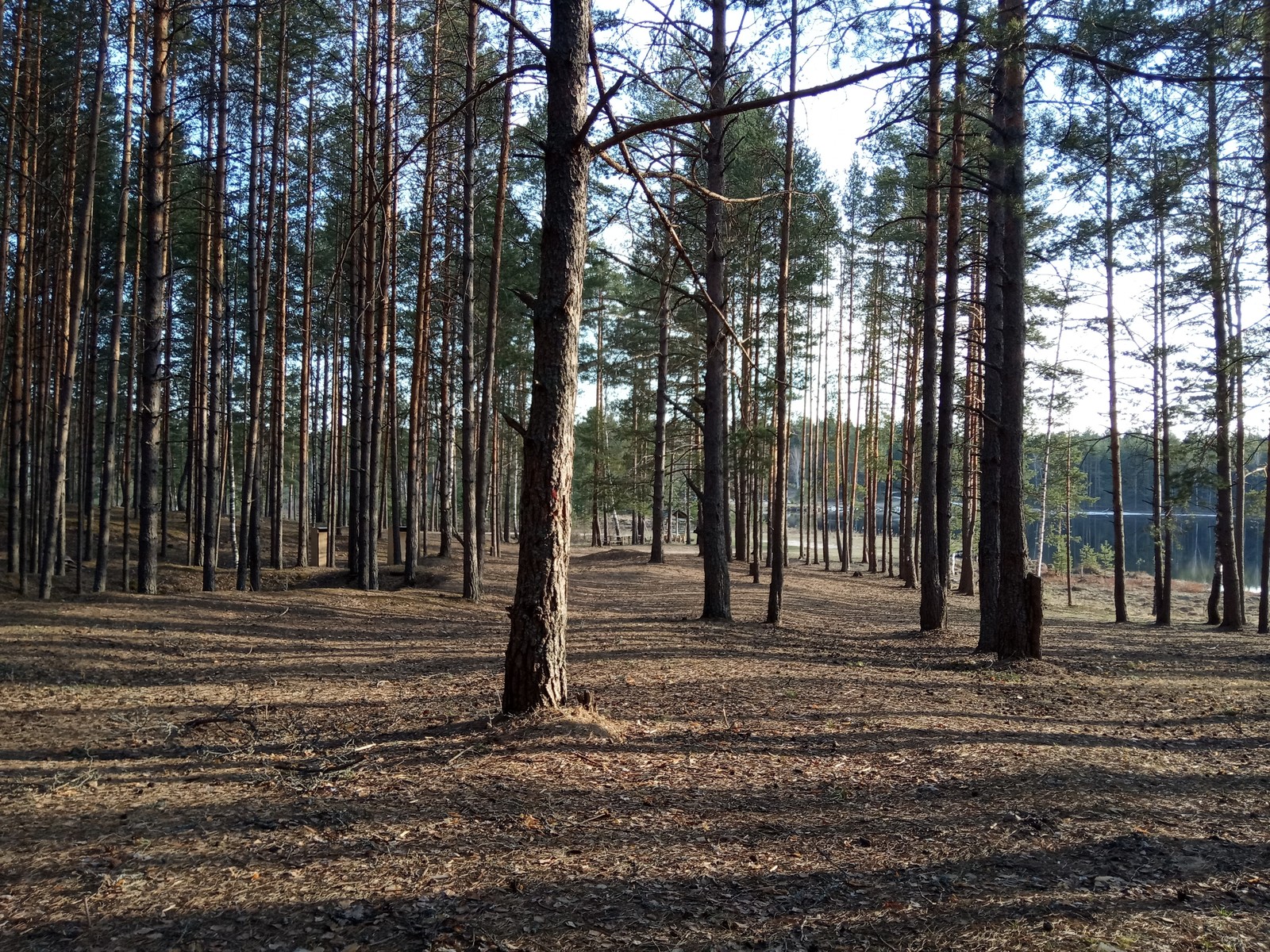 Tree shadows as a separate type of natural art - My, Nature, Forest, Hike, Tourism, Hiking, Sunset