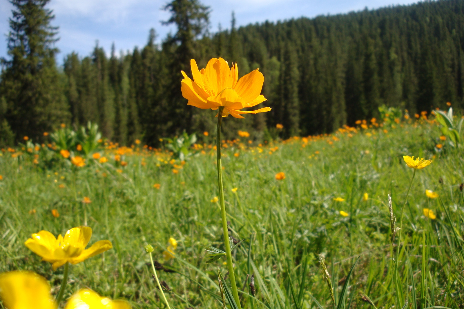 Fires will bloom soon - My, Flowers, Frying, Sayan, Ergaki, Longpost, Nature