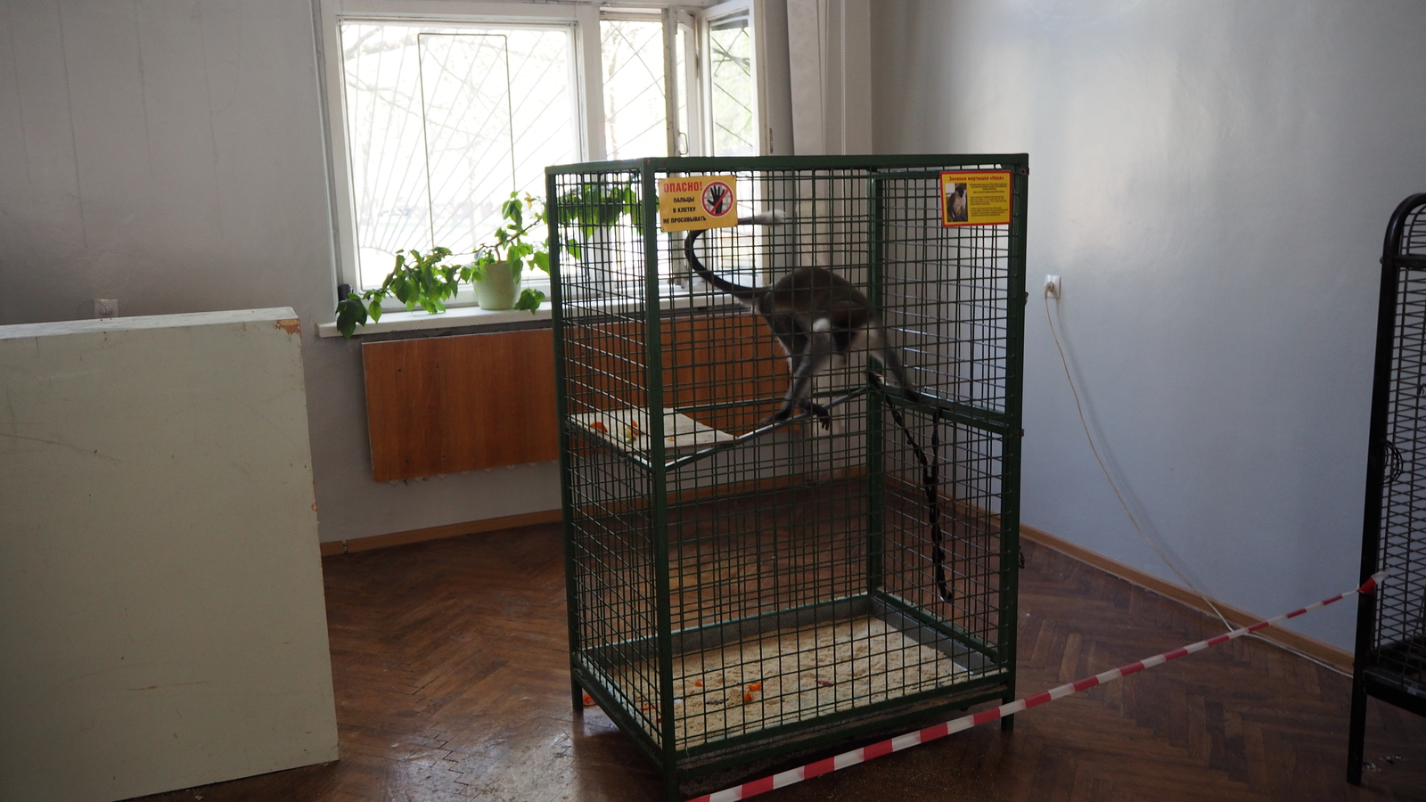 Animal abuse takes place in the city of Bobruisk - My, Zoo, Bobruisk, Republic of Belarus, Raccoon, Longpost, No rating, Animals, Help, Negative, Helping animals