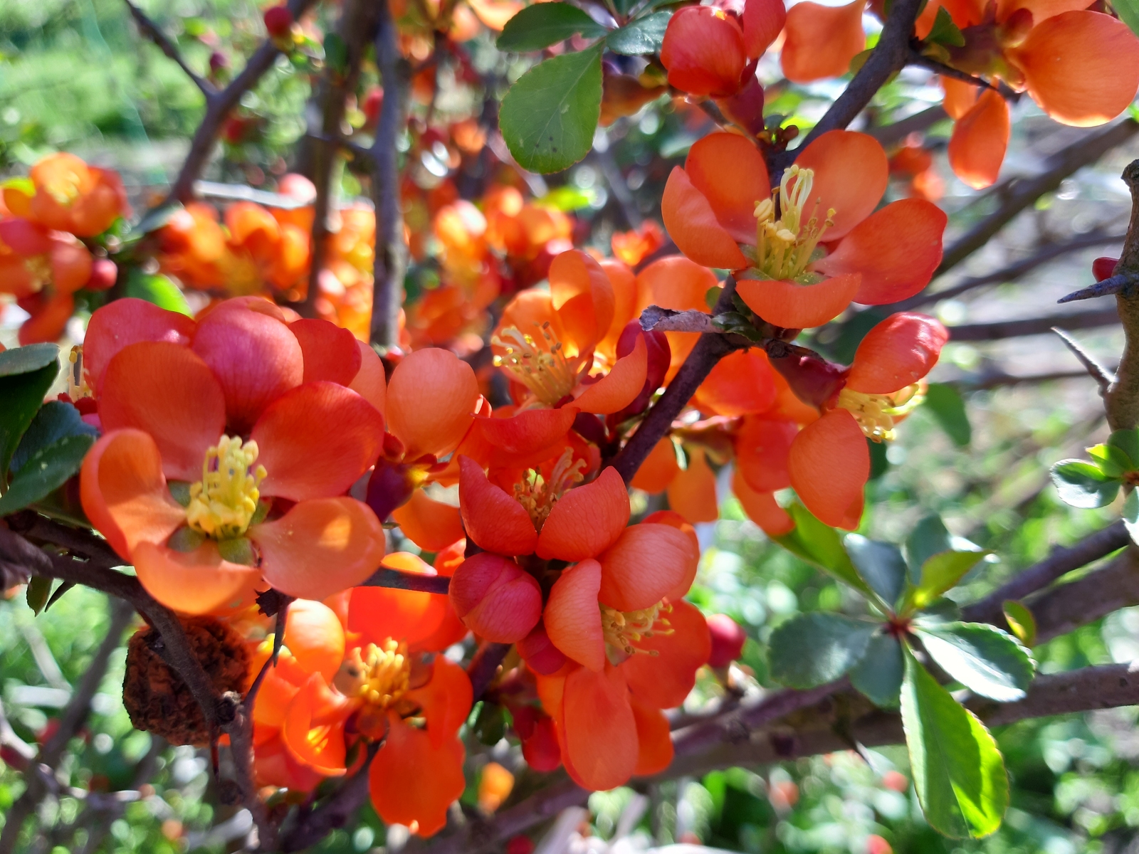 Китайская айва кустарник фото полезные свойства плодов