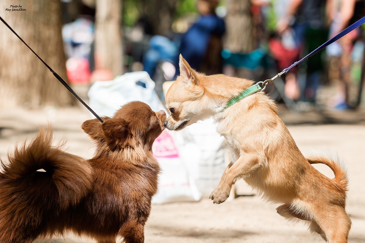 I continue to publish reportage pictures from dog shows held in the South of Russia in 2018, enjoy watching))) - My, Dog, Dogs and people, Dog show, Animalistics, Dog lovers, Dog days, dog's heart, Longpost