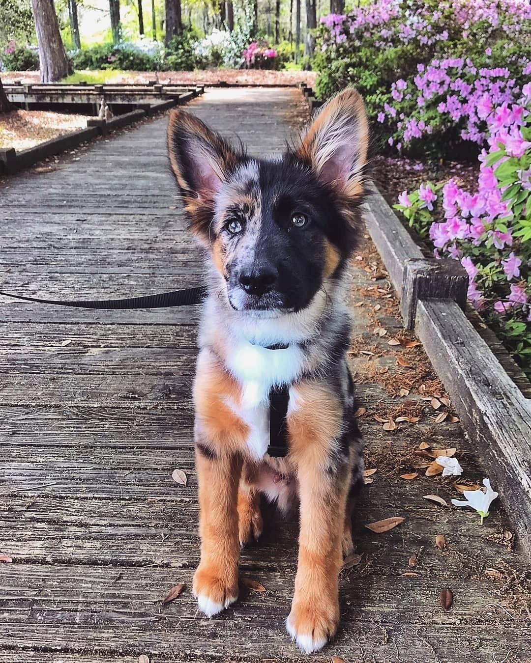 two-faced dog - Dog, The photo