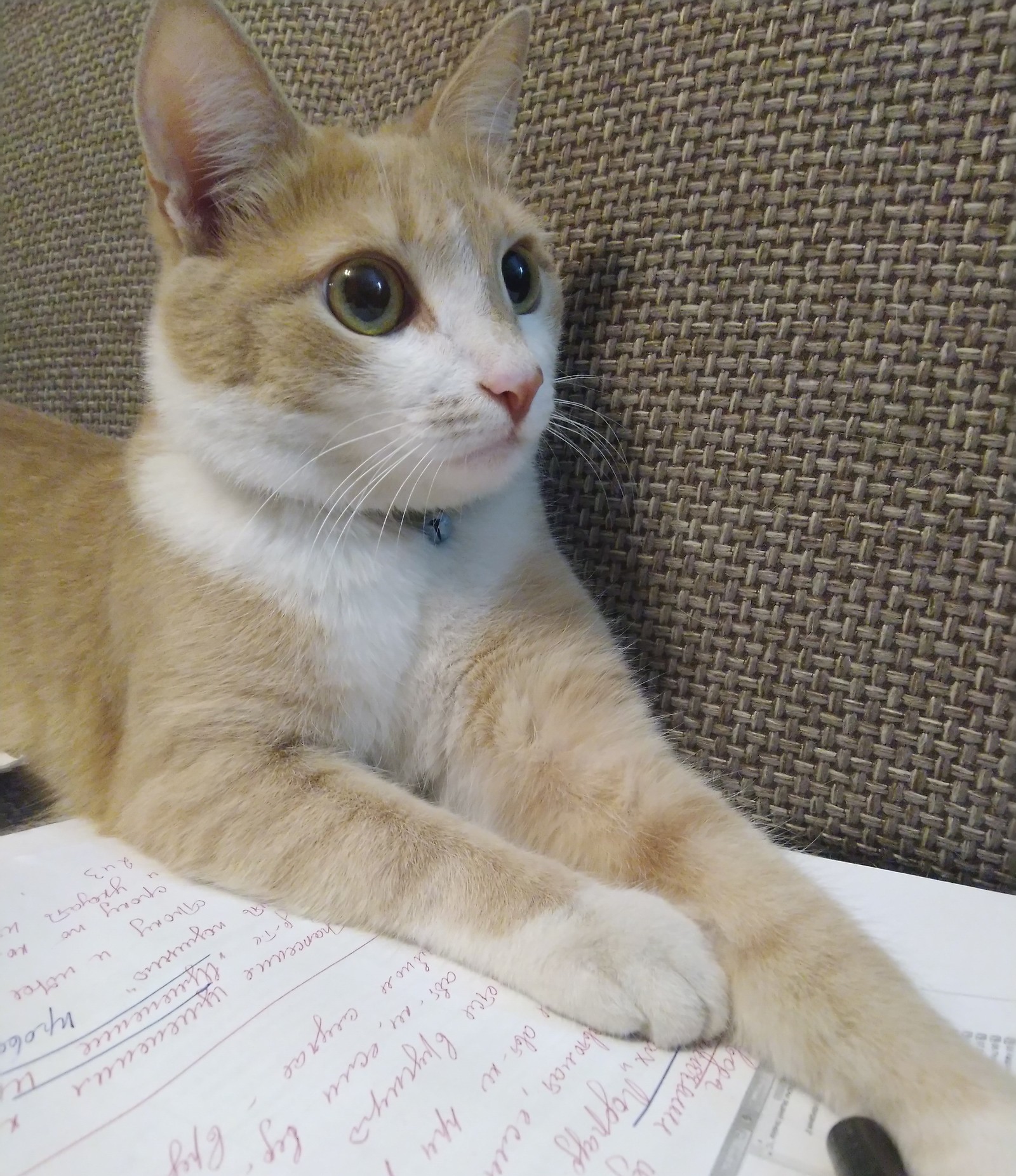 (c) scientist cat - cat, Scientist cat, Catomafia, Exam, Longpost