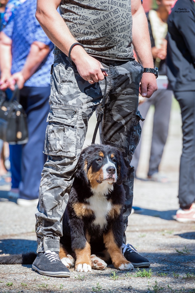 I continue to publish reportage pictures from dog shows that took place in the South of Russia in 2018, pleasant viewing))) - My, Dog, Dogs and people, Dog lovers, Dog days, Dog show, Animalistics, Longpost