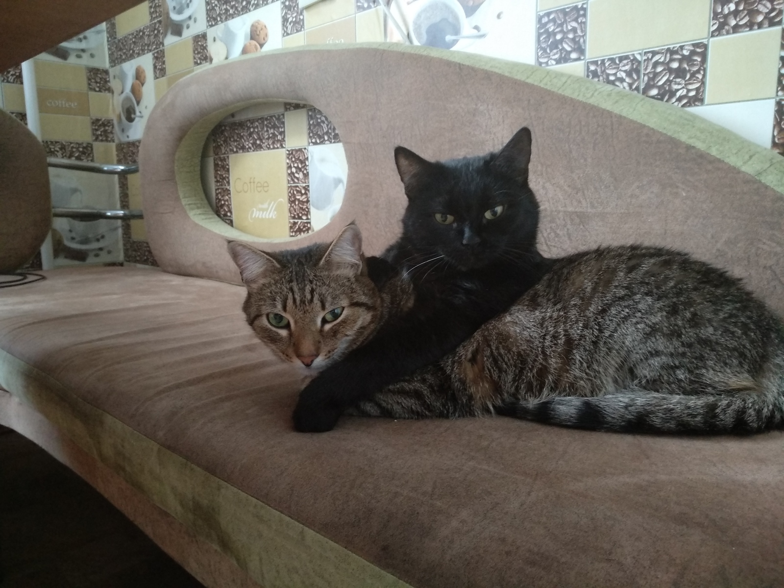 Котики вместе по жизни ( Кузя и Лиза черная) | Пикабу