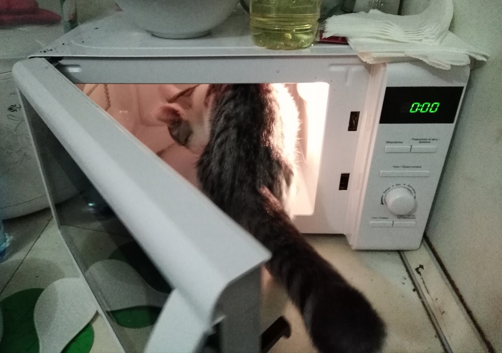 When the cat ate the headphones for 5k - My, cat, Microwave, Black humor