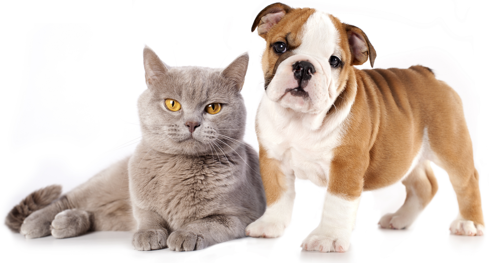 Могут ли собака и кошка стать друзьями? | Пикабу