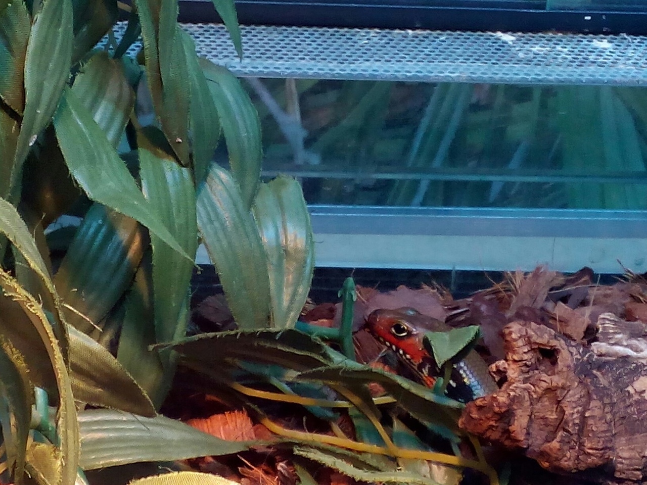 Fire skink. - My, Saint Petersburg, , The photo, Animals, Longpost