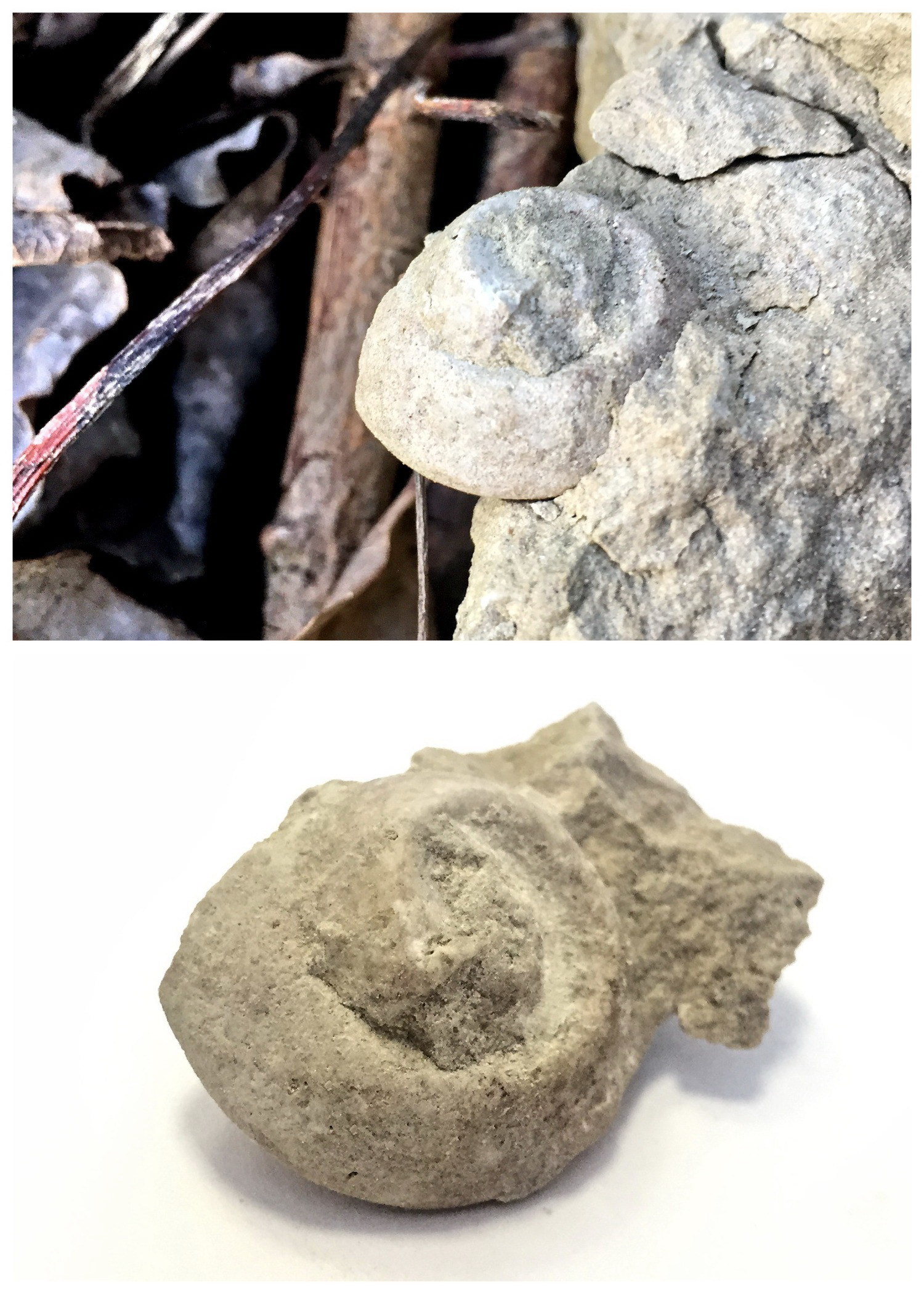 Fossils were laid in the foundation of the house. It was discovered when the dwelling turned into ruins. - Fossil, Trilobites, Paleontology, Leningrad region, , The photo, Longpost