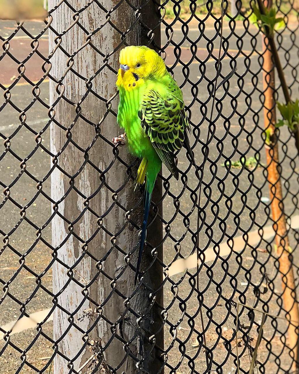 Found a parrot - Moscow, No rating, A parrot, Longpost, Found, In good hands, Budgies