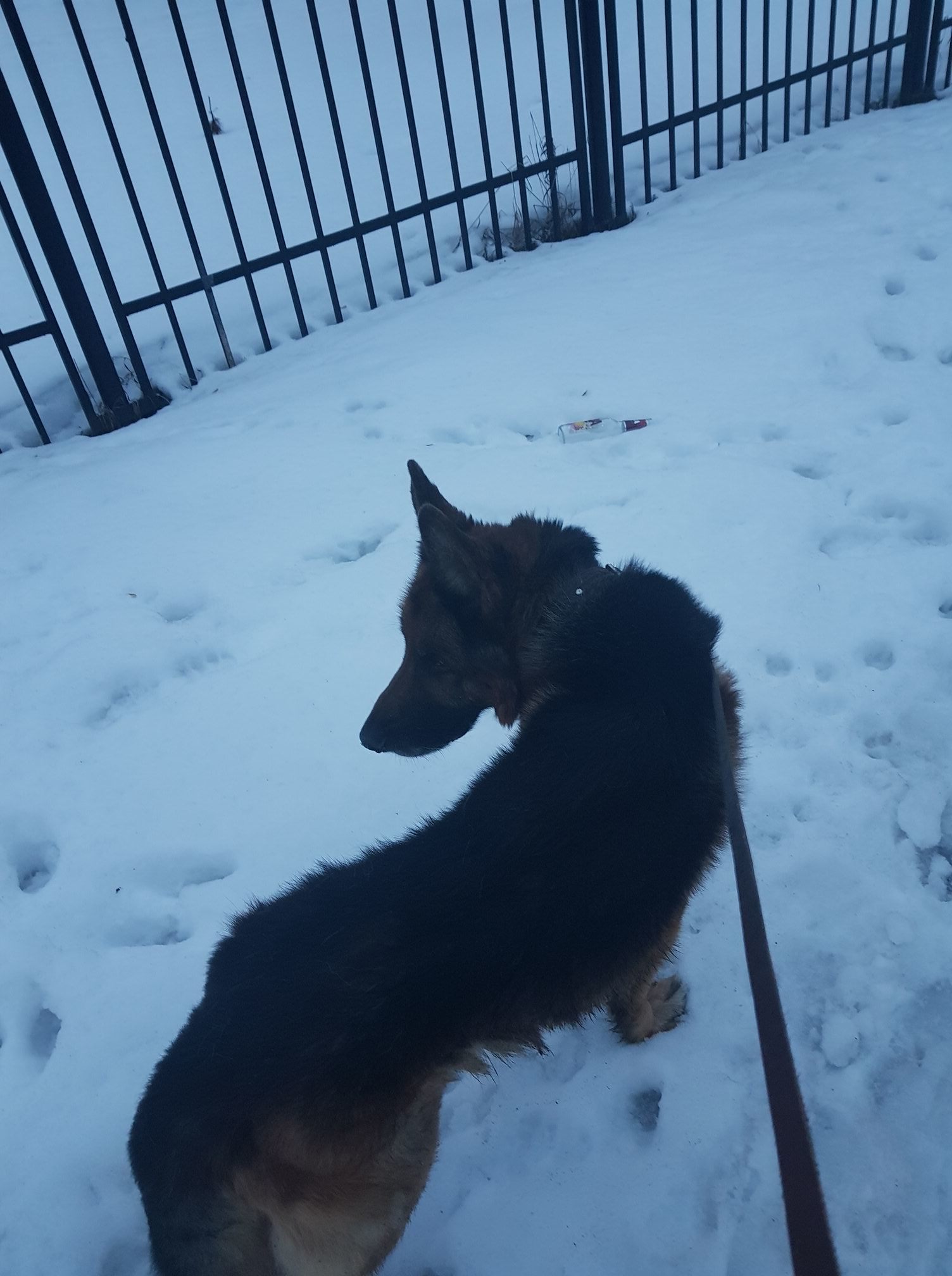 Walking with the dog - Blue evening. - My, Note 8, Saint Petersburg, Square, Walk, Meditation, German Shepherd, Longpost