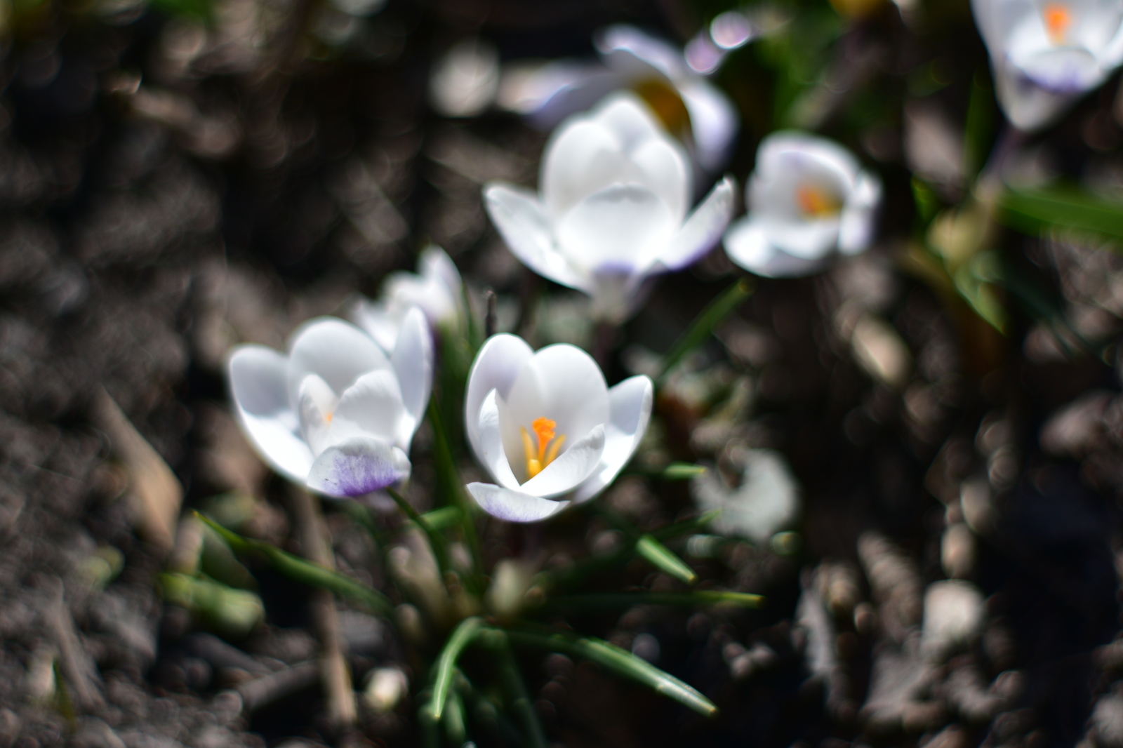 Primroses - My, Flowers, Spring, Nikon d3400, Yongnuo 50mm, Beginning photographer, Longpost