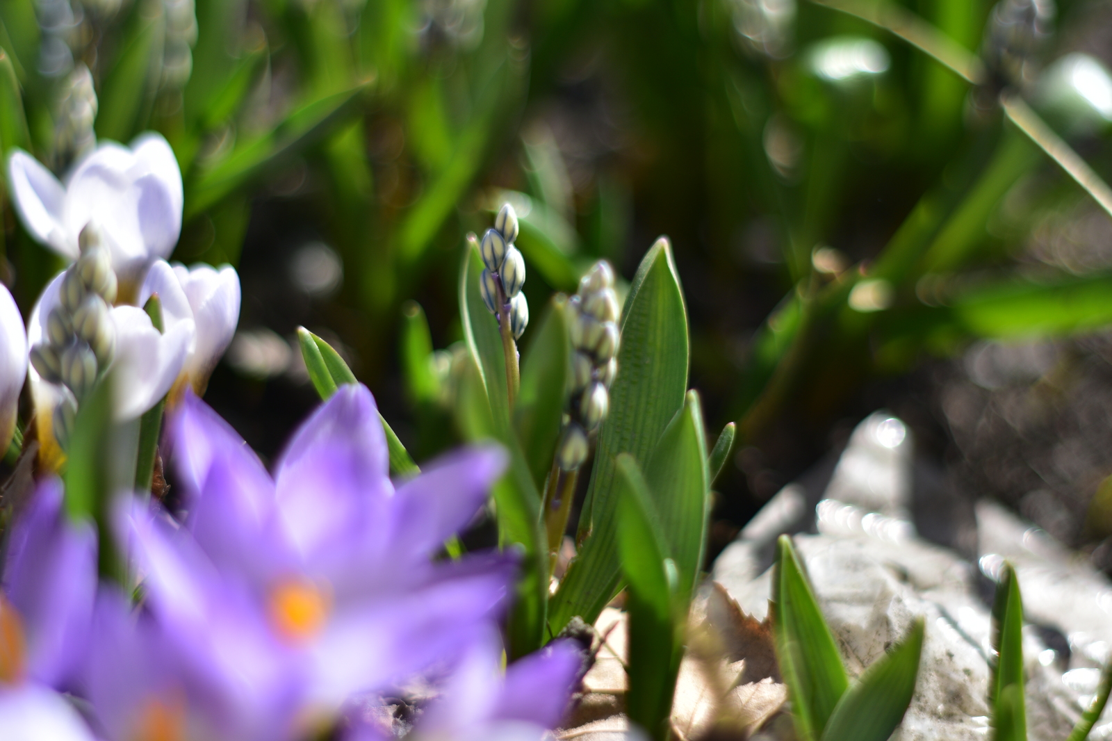 Primroses - My, Flowers, Spring, Nikon d3400, Yongnuo 50mm, Beginning photographer, Longpost