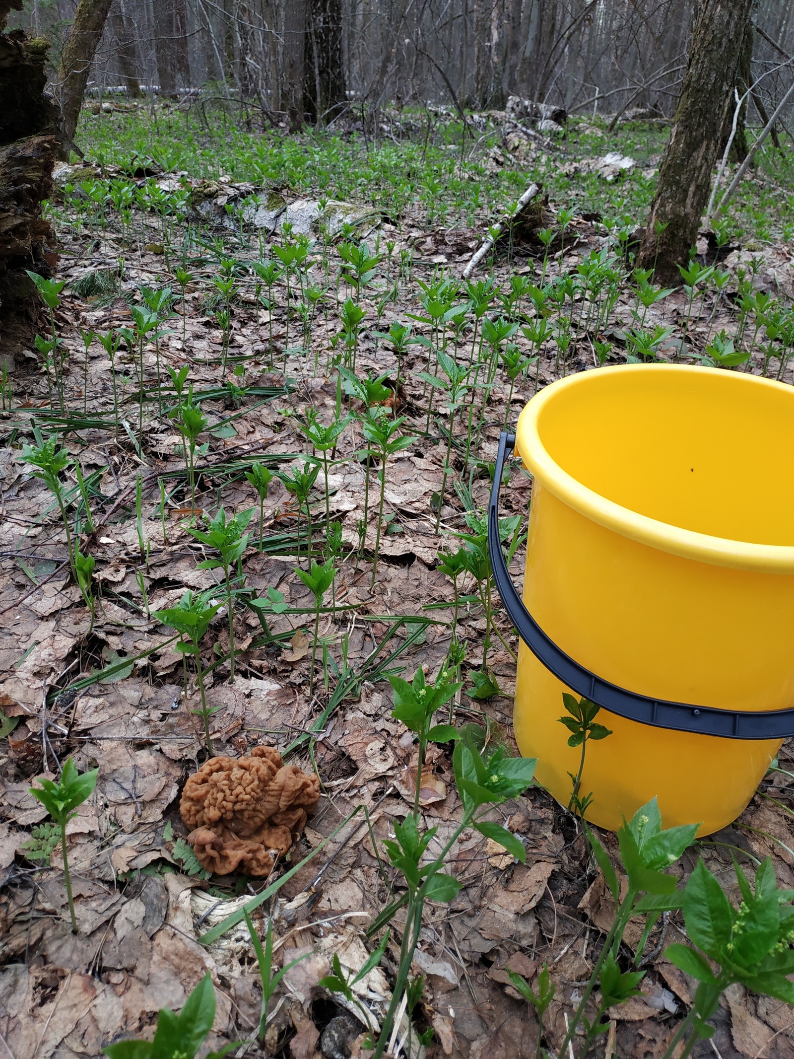 Spring mushroom 2019 - My, Mushrooms, Mushroom season, Mushroom pickers, Stitch, Video, Longpost