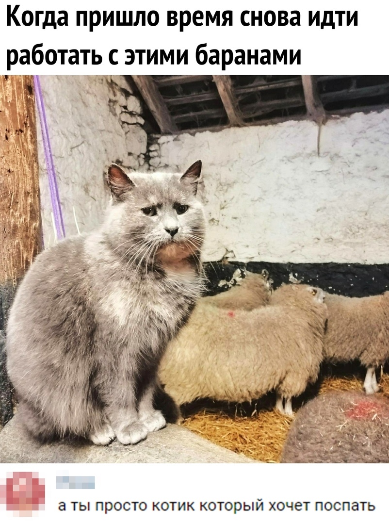 Monday - Picture with text, cat, Rams