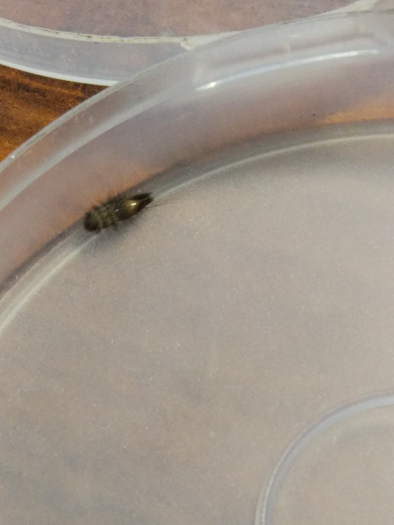 Help identifying an insect - My, Insects, Help, Longpost