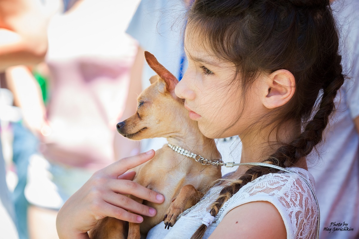 I continue to publish reportage pictures from dog shows that took place in the South of Russia in 2018, pleasant viewing))) - My, Dog, Dogs and people, Dog show, Dog days, Dog lovers, Longpost