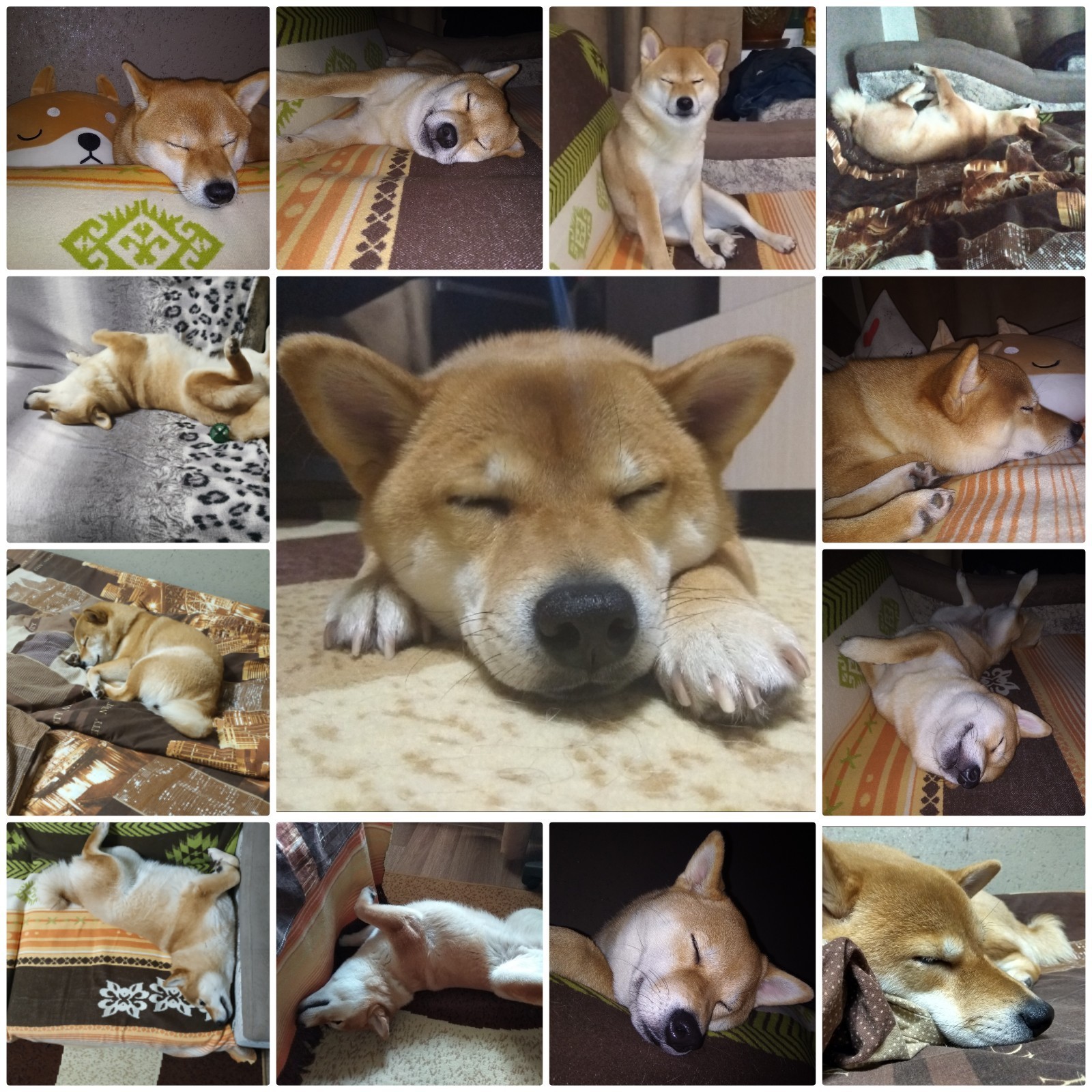 Risa sleeps, she ate, and not a bit tired ... - My, Shiba Inu, Dog, Dream, Fatigue