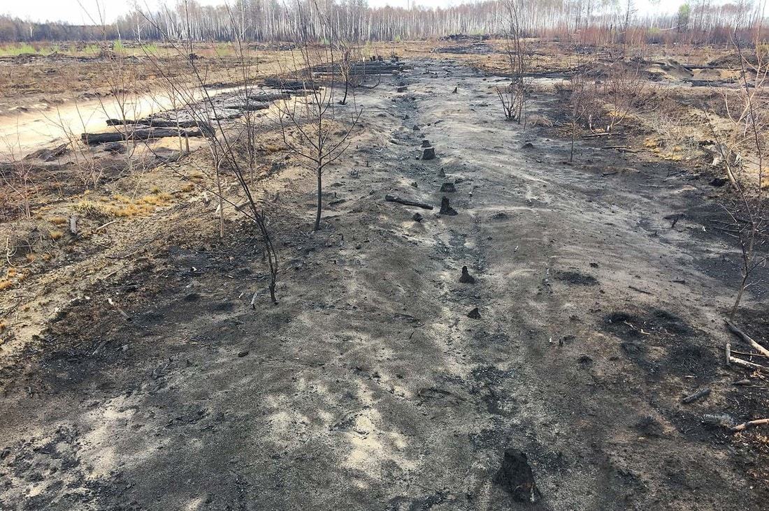 Forest after a 6-day fire - Fire, Forest, Republic of Belarus, Longpost