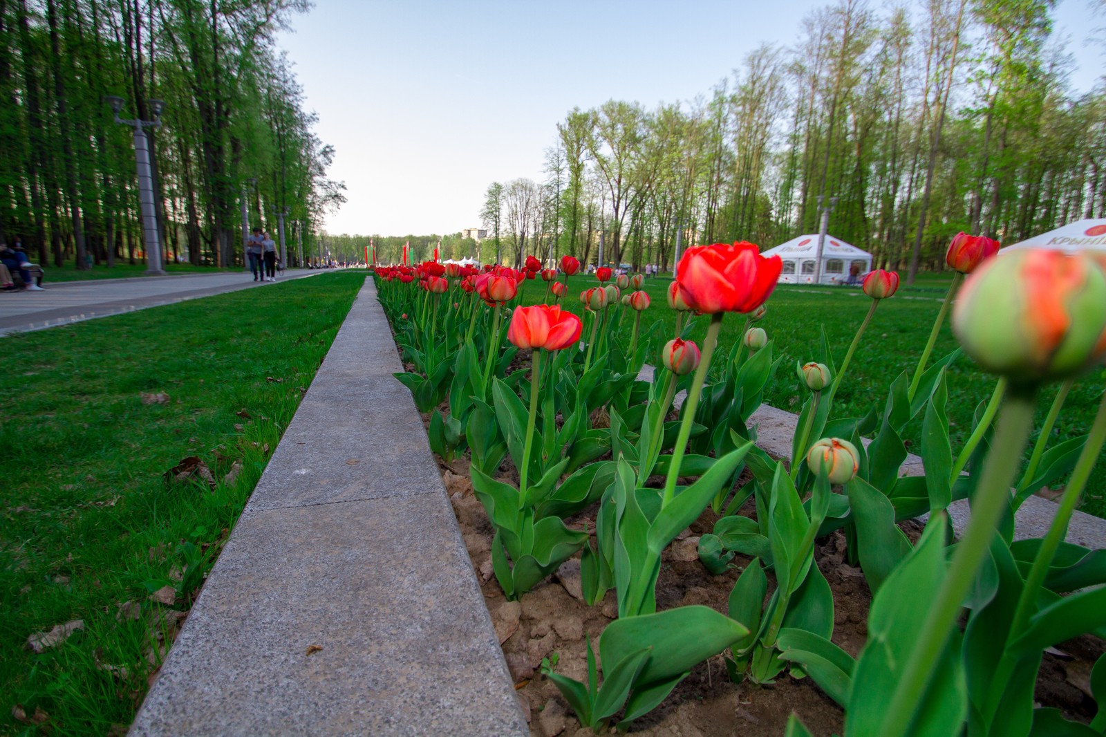 Spring - My, The photo, Spring, Tulips