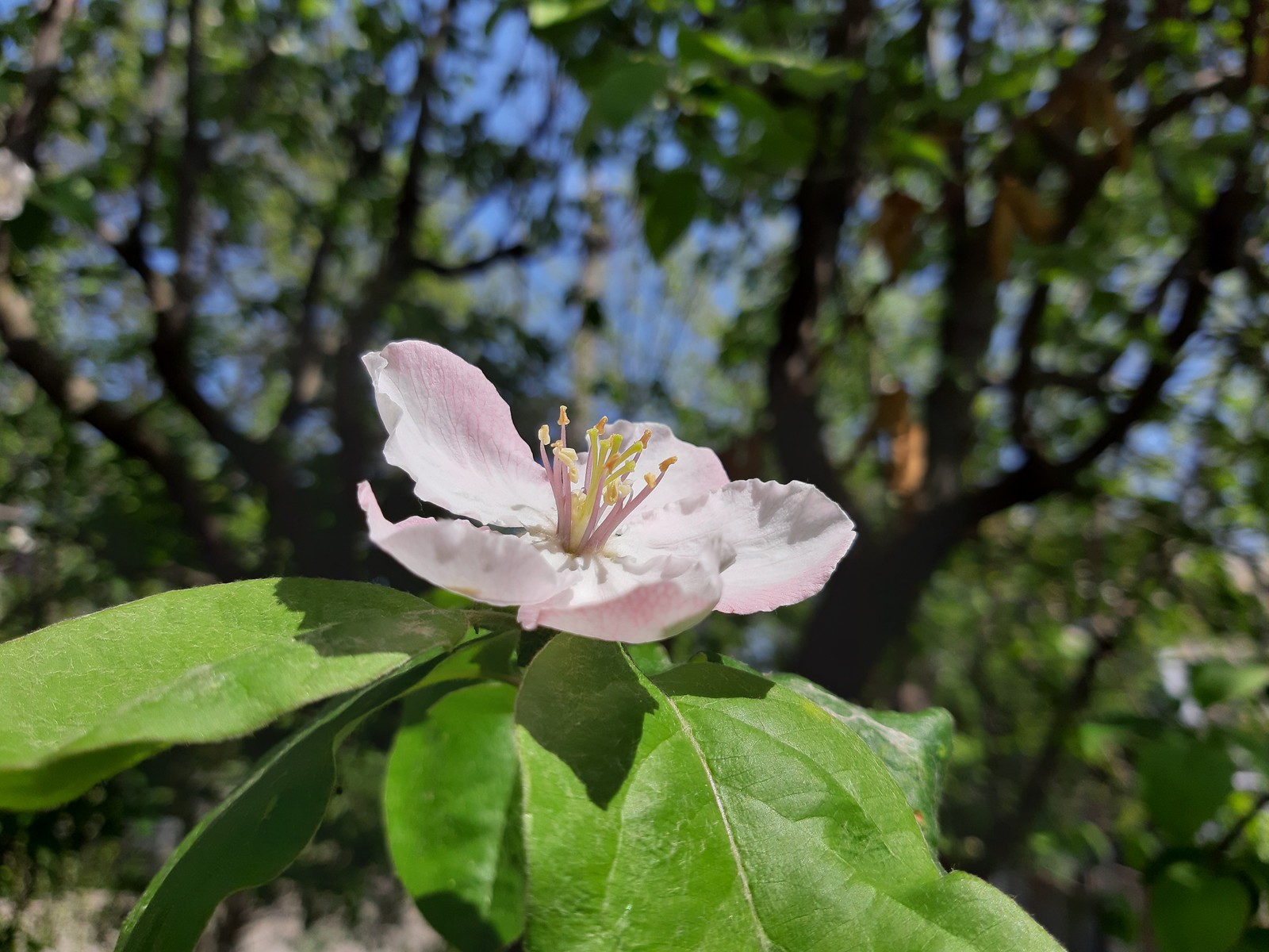 Quince blossomed - My, Quince, Bloom, Spring, Petals, Longpost