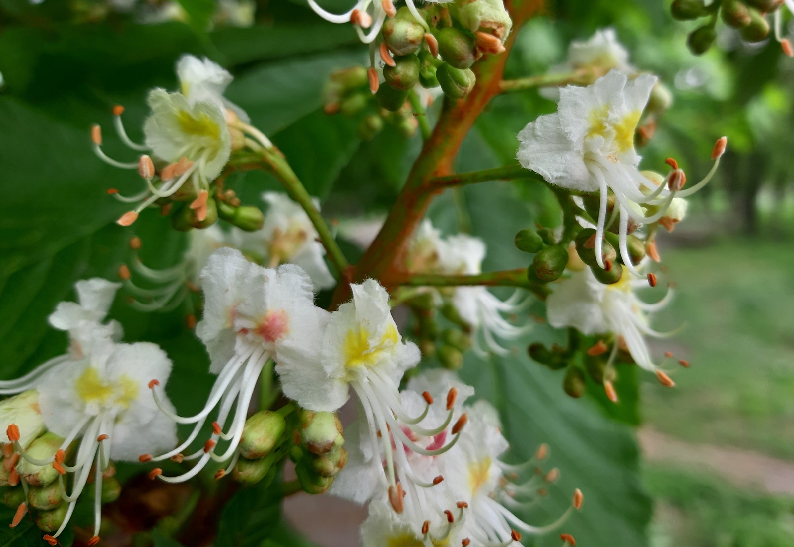 chestnut blossoms - My, Chestnut, Bloom, Spring, Longpost