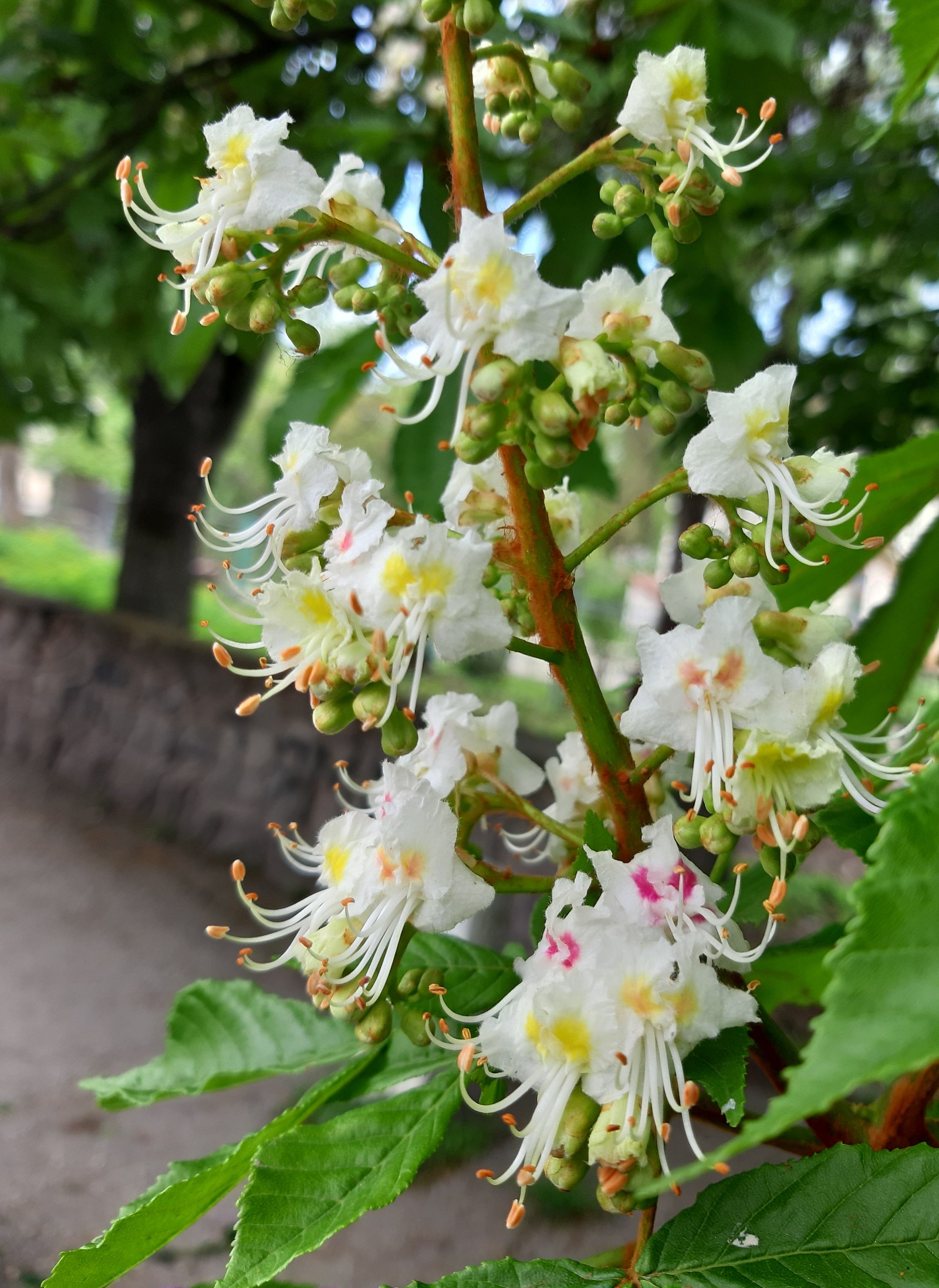 chestnut blossoms - My, Chestnut, Bloom, Spring, Longpost