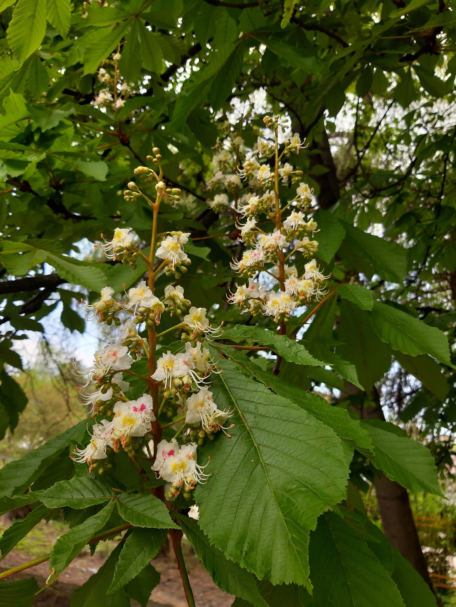 chestnut blossoms - My, Chestnut, Bloom, Spring, Longpost