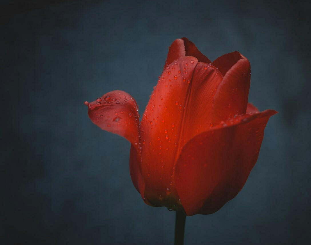 Tulips - My, Nikon, Tulips, Helios, Helios-81n