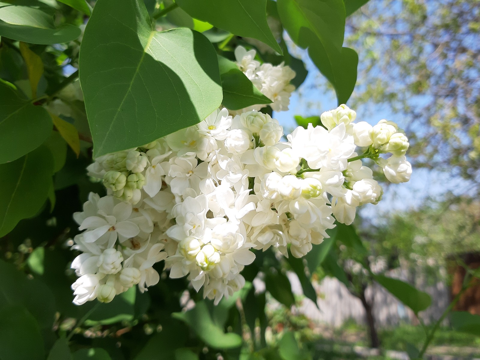 Белоснежное чудо природы - Моё, Сирень, Цветение, Весна, Длиннопост