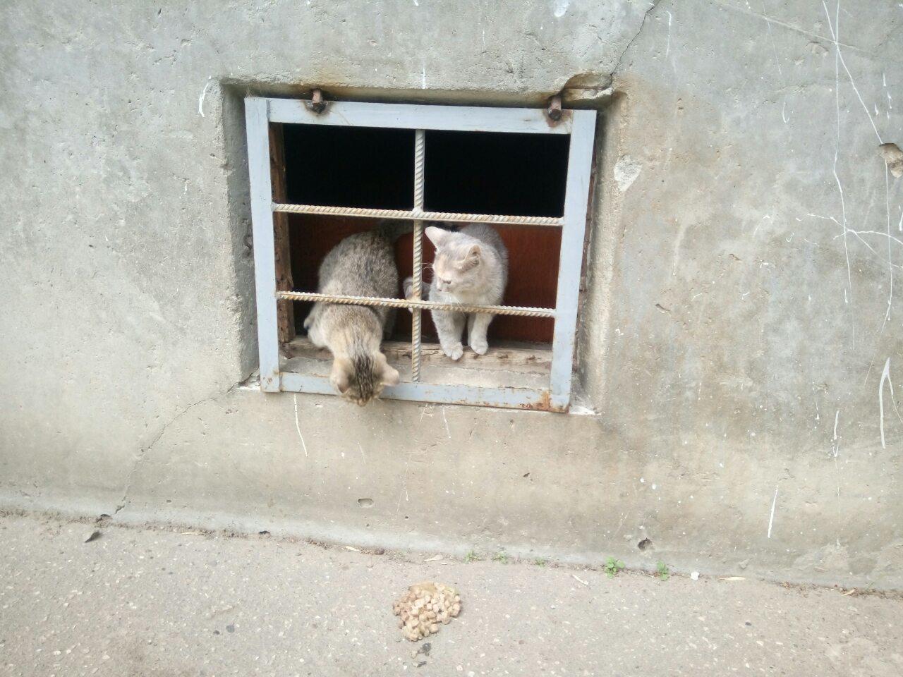 Cats of Nizhny Novgorod - My, Kittens, Nizhny Novgorod, In good hands, Good people, Animals, Longpost, cat