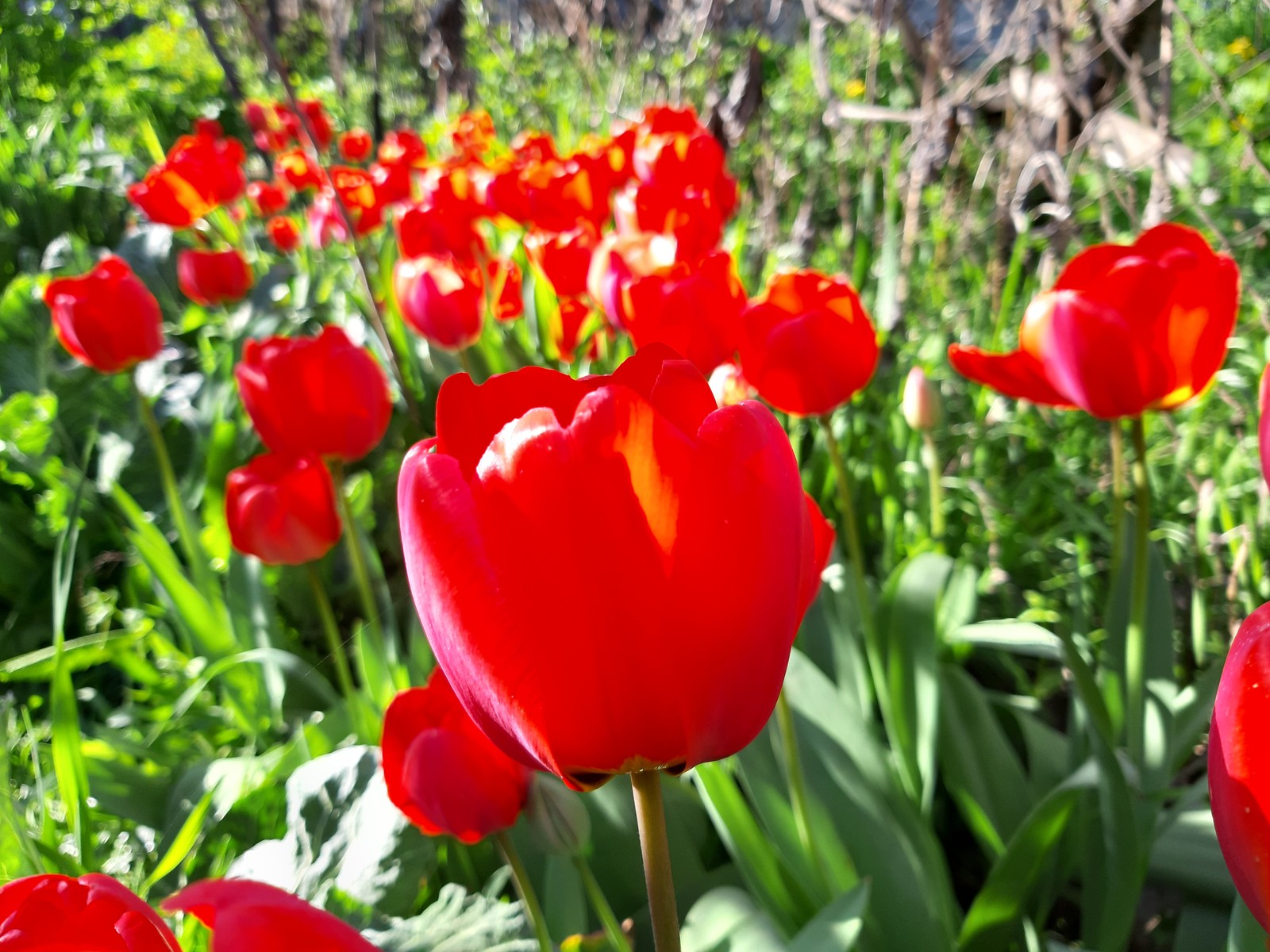 tulip paradise - My, Tulips, Bloom, Spring, Longpost