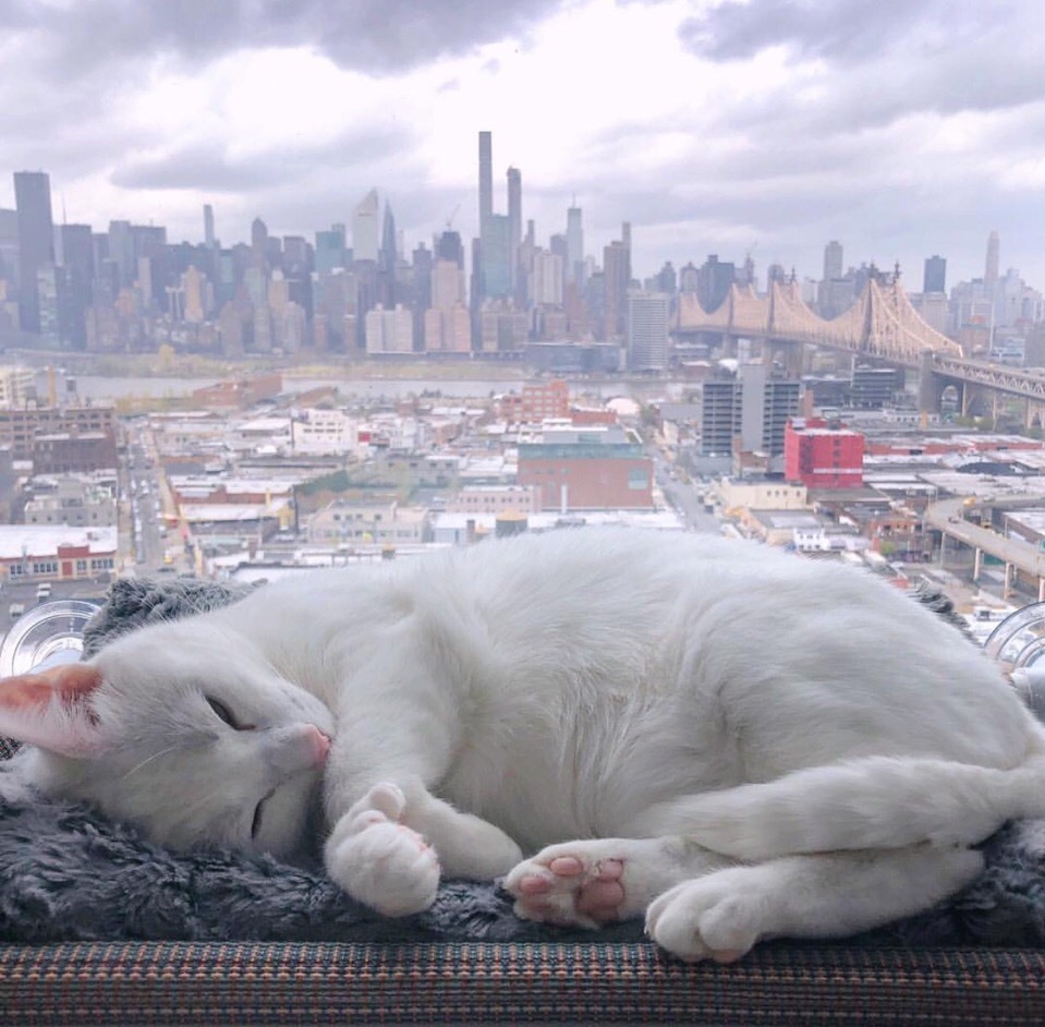 Nice view of New York - New York, cat, Paws, The photo