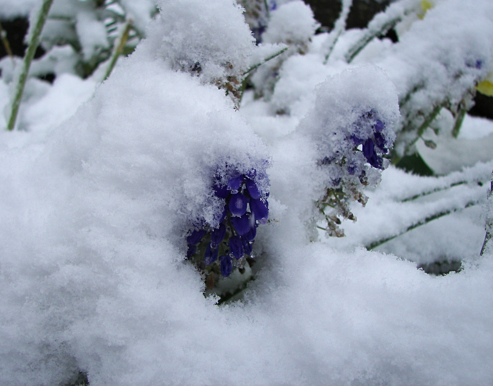 Wonderful May day in sunny Italy - My, The photo, May, Snow, Today, Italy, Beginning photographer, Longpost