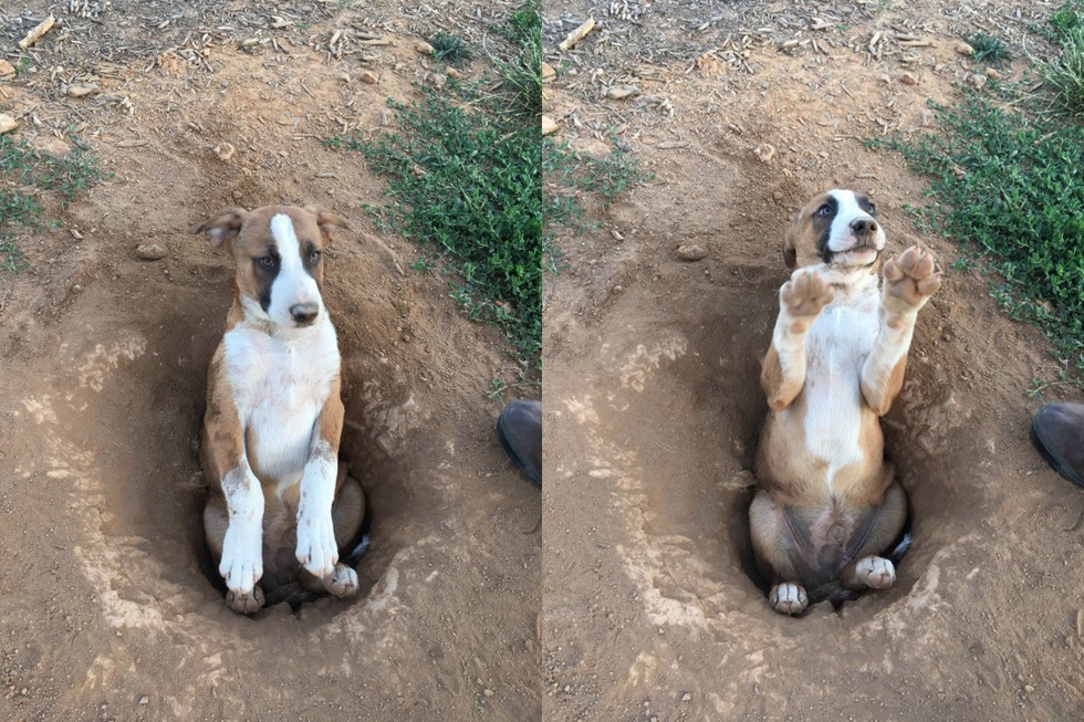 7 эффективных методов, как отучить собаку копать ямы [Собаки Dogs]