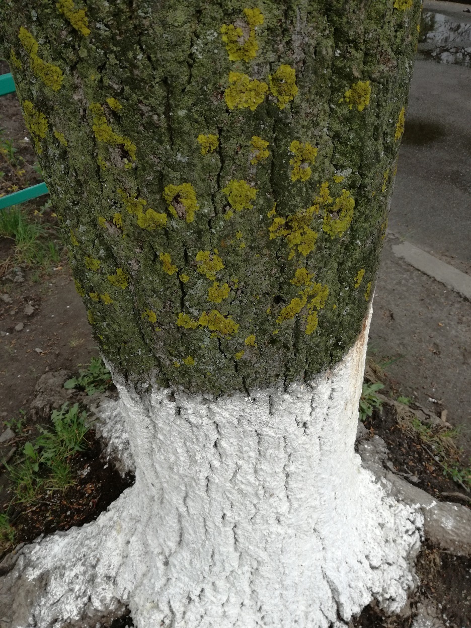 Покраска деревьев весной